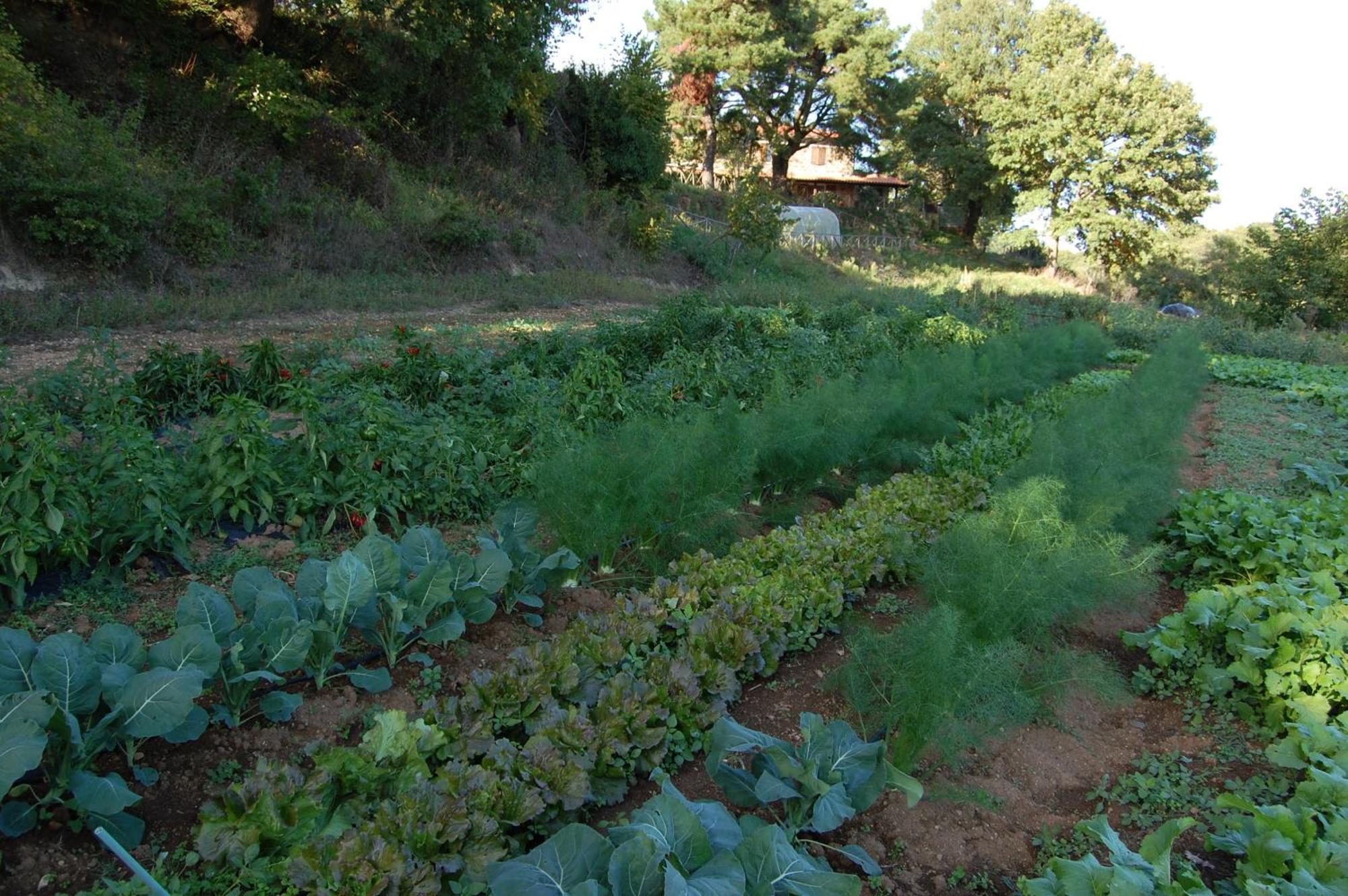 Bio Agriturismo Aia Del Tufo Sorano  Exterior foto